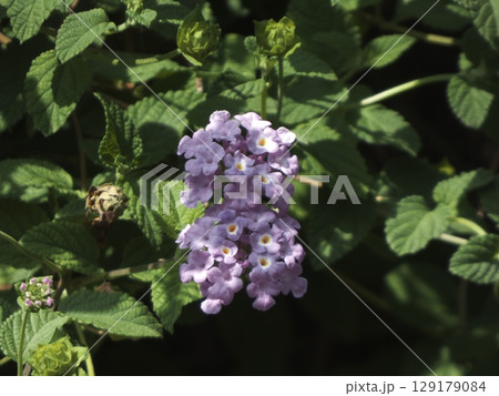 薄紫色の小さな花が集まって咲くランタナ 129179084
