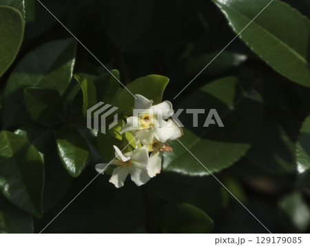 日陰にひっそりと咲く白いテイカカズラの花 日陰にひっそりと咲く白いテイカカズラの花 129179085