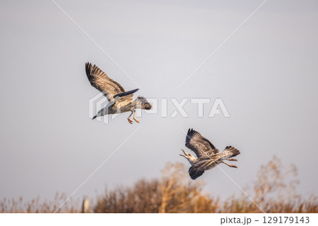 Two seagulls flying above vegetation with wings spread, one bird calling mid-air against a soft sky background. Two seagulls flying above vegetation with wings spread, one bird calling mid-air against a soft sky background. 129179143