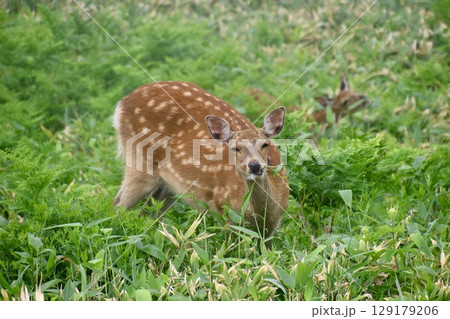 エゾシカ・知床五湖（北海道・斜里町） 129179206