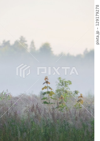 Morning dew covers the field of grass Morning dew covers the field of grass 129179278