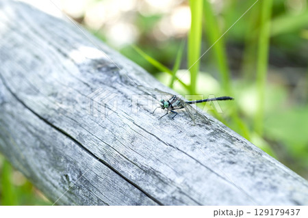 コサナエ 129179437