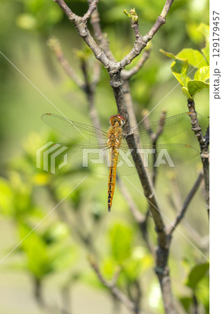ウスバキトンボ 129179457