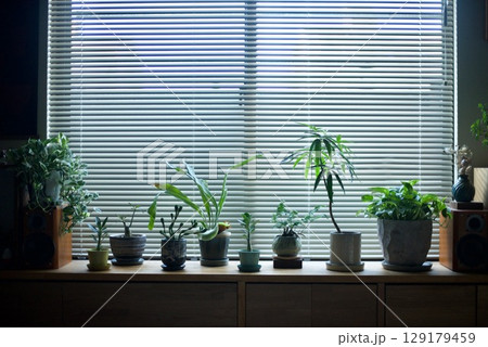窓辺に並べた観葉植物たち 129179459