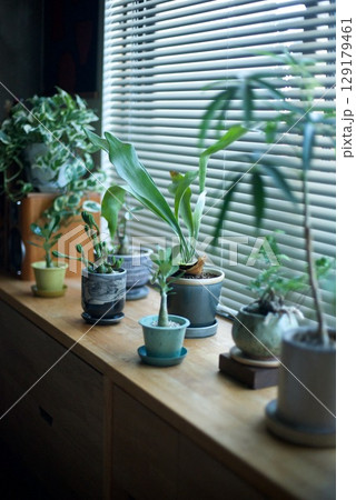 窓辺に並べた観葉植物たち 窓辺に並べた観葉植物たち 129179461