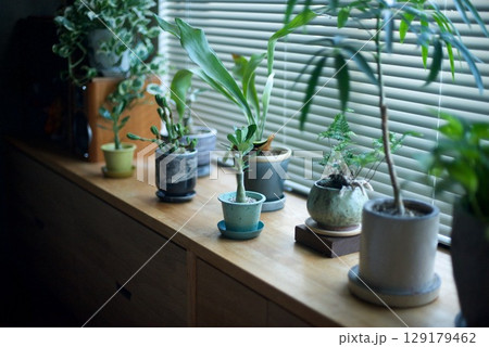 窓辺に並べた観葉植物たち 129179462