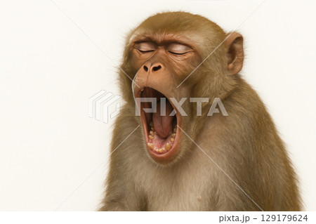A macaque yawns from boredom against a light background. Space for text. A macaque yawns from boredom against a light background. Space for text. 129179624