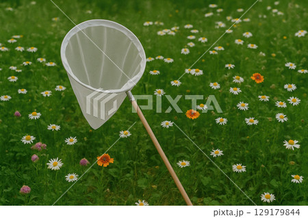 A butterfly net in a meadow among daisies. A butterfly net in a meadow among daisies. 129179844