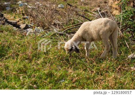 A young lamb grazes among the grass bent down to eat, the coat is dirty white except for the ears, eyes and mouth. Concept of animal husbandry, grazing in pastures A young lamb grazes among the grass bent down to eat, the coat is dirty white except for the ears, eyes and mouth. Concept of animal husbandry, grazing in pastures 129180057