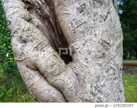 Rough tree trunk. Hollow in a crooked trunk. Rough tree trunk. Hollow in a crooked trunk. 129180387