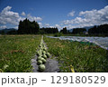 尾花沢のスイカ 129180529