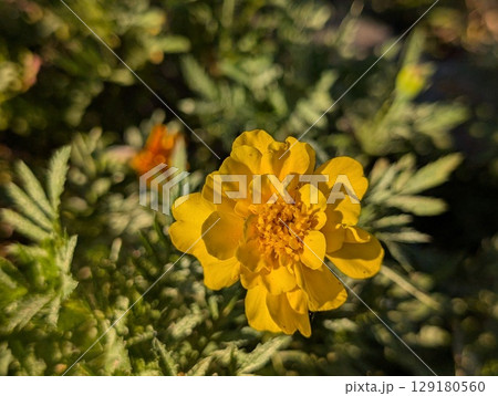 初夏の庭に咲くマリーゴールドの花 初夏の庭に咲くマリーゴールドの花 129180560