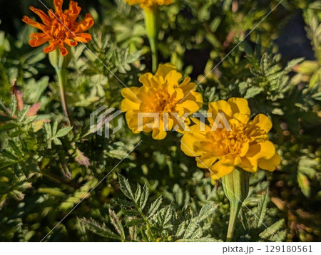 初夏の庭に咲くマリーゴールドの花 129180561