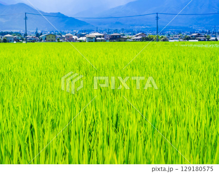 夏の信州 安曇野の田園風景 夏の信州 安曇野の田園風景 129180575