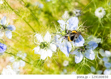 明るい日差しの下の満開の青薄紫色の小さい花と蜜を集めるバンブル・ビー ロンドン郊外の公園にて 明るい日差しの下の満開の青薄紫色の小さい花と蜜を集めるバンブル・ビー ロンドン郊外の公園にて 129180650