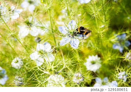 明るい日差しの下の満開の青薄紫色の小さい花と蜜を集めるバンブル・ビー　ロンドン郊外の公園にて 129180651