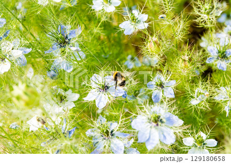明るい日差しの下の満開の青薄紫色の小さい花と蜜を集めるバンブル・ビー　ロンドン郊外の公園にて 129180658