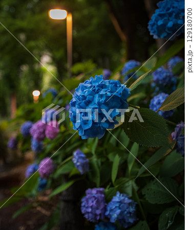 夜の紫陽花 129180700
