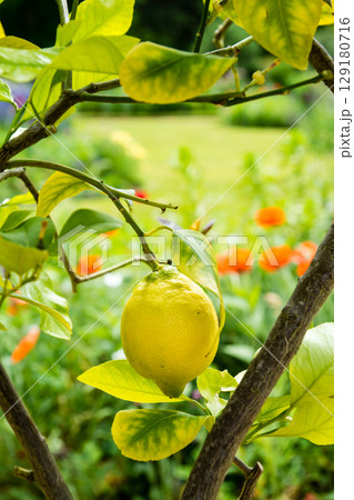 木に熟成したきれいな黄色のレモン　ロンドン郊外のオスタリー・パークにて 129180716