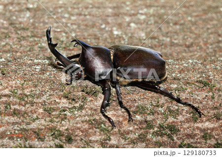 木に登るカブトムシ 木に登るカブトムシ 129180733