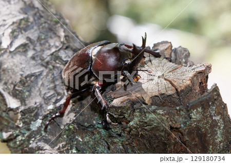 木に登るカブトムシ 129180734