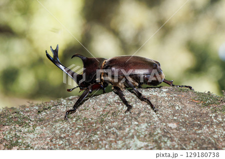 木に登るカブトムシ 129180738