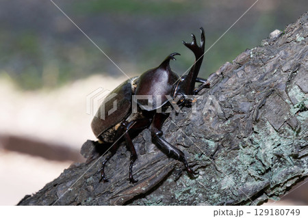 木に登るカブトムシ 129180749