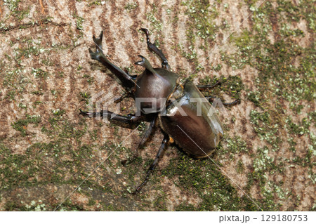 木に登るカブトムシ 木に登るカブトムシ 129180753