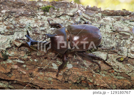 木に登るカブトムシ 129180767