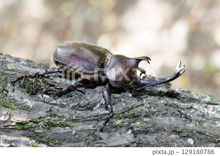 木に登るカブトムシ 129180786