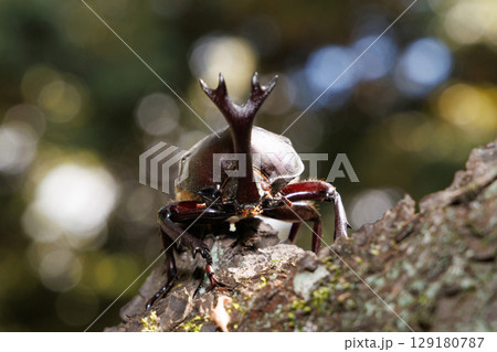 木に登るカブトムシ 木に登るカブトムシ 129180787