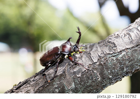 木に登るカブトムシ 129180792