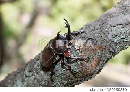 木に登るカブトムシ 129180810