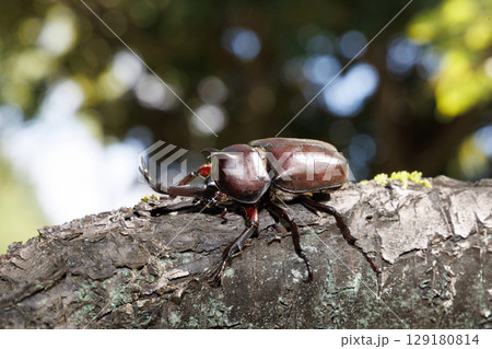 木に登るカブトムシ 木に登るカブトムシ 129180814