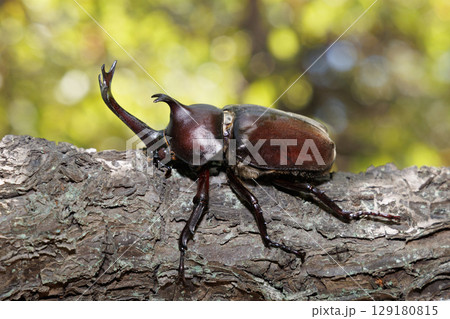木に登るカブトムシ 129180815
