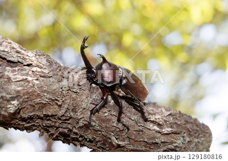 木に登るカブトムシ 木に登るカブトムシ 129180816
