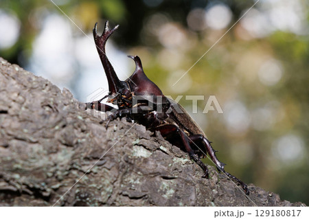 木に登るカブトムシ 木に登るカブトムシ 129180817