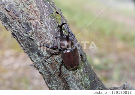 木に登るカブトムシ 129180818