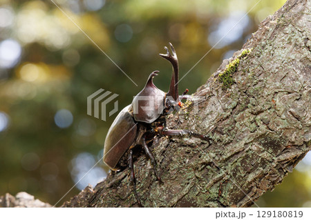 木に登るカブトムシ 木に登るカブトムシ 129180819