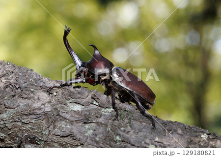 木に登るカブトムシ 129180821