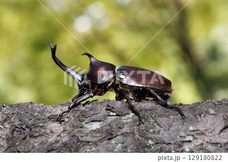 木に登るカブトムシ 129180822