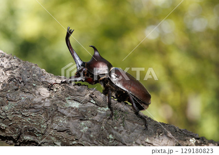 木に登るカブトムシ 木に登るカブトムシ 129180823