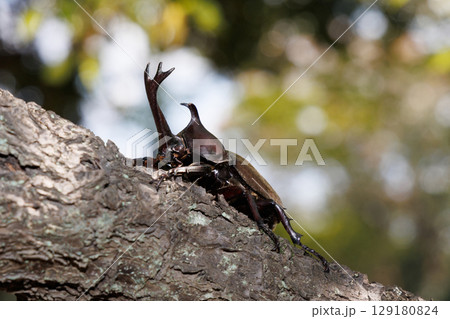 木に登るカブトムシ 木に登るカブトムシ 129180824