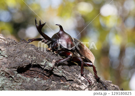 木に登るカブトムシ 129180825