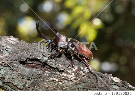 木に登るカブトムシ 木に登るカブトムシ 129180826