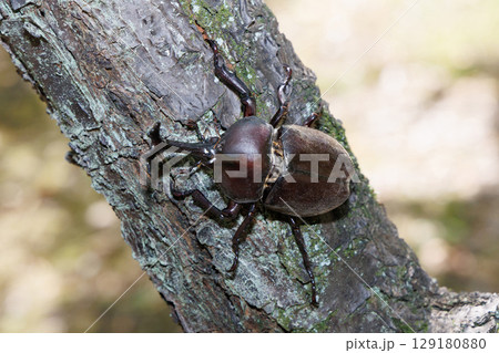 木に登るカブトムシ 木に登るカブトムシ 129180880