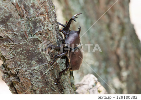 木に登るカブトムシ 129180882