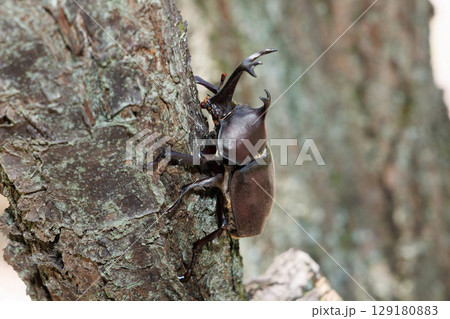 木に登るカブトムシ 木に登るカブトムシ 129180883