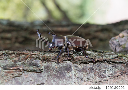 木に登るカブトムシ 木に登るカブトムシ 129180901