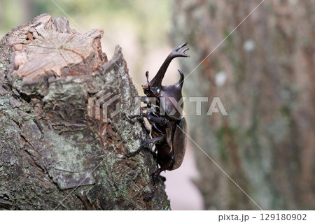 木に登るカブトムシ 129180902